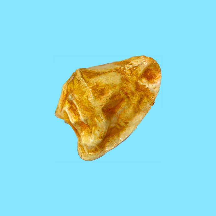 Scultura Conchiglia Tropicale